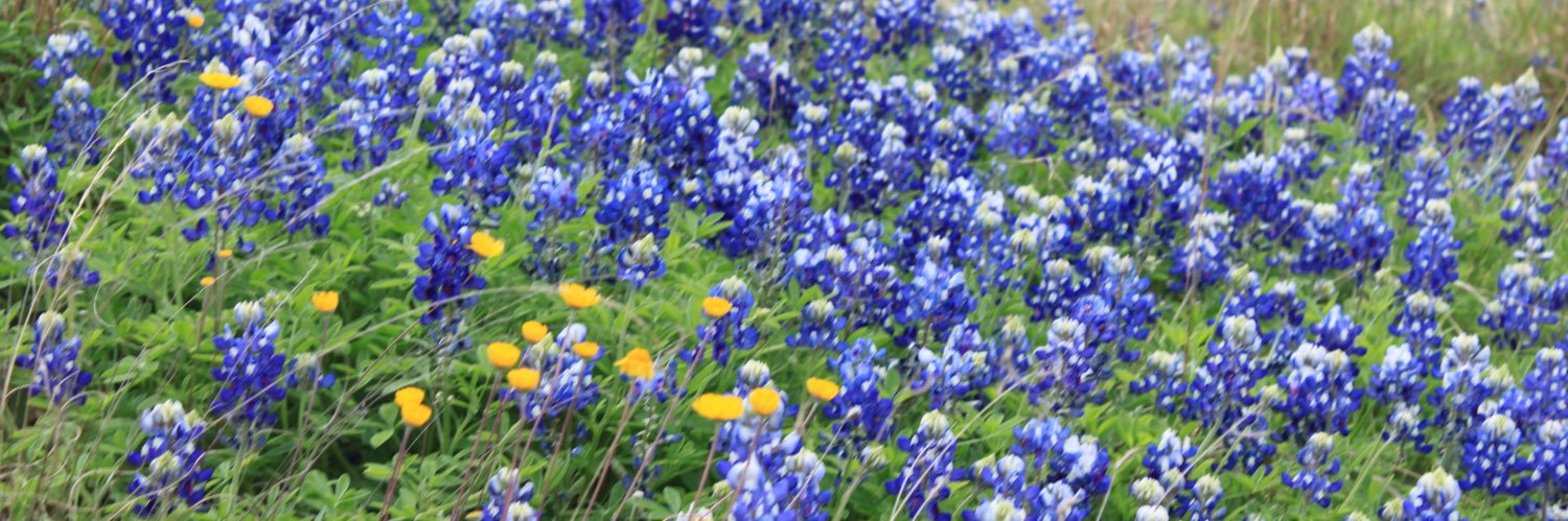 SherriVaughan's profile banner image