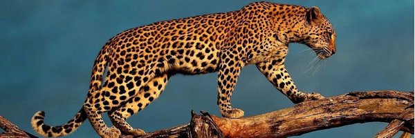 CatPierce Profile Banner