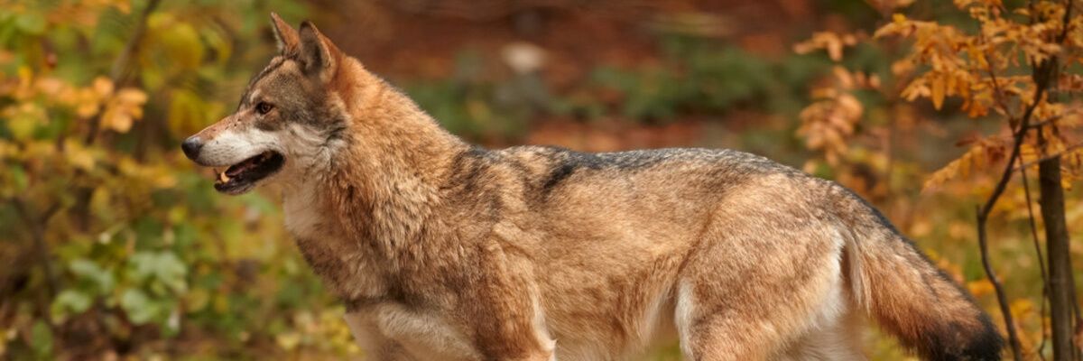 BenedictAndYF's profile banner image