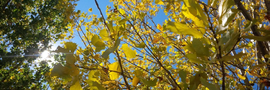 Shaw TV Lethbridge banner