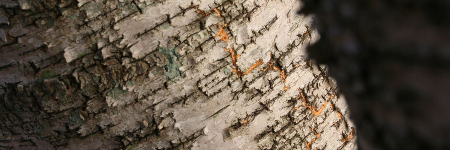 drewfitzy's profile banner image