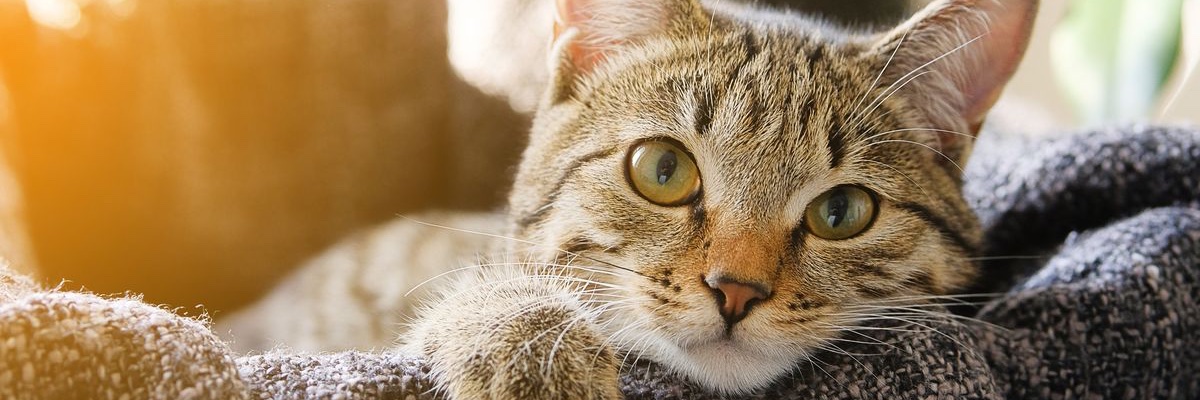 PortlandStray's profile banner image