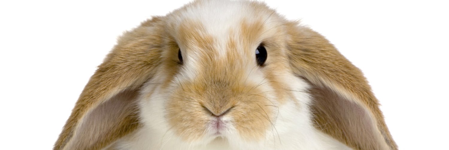 RabbitsClass's profile banner image