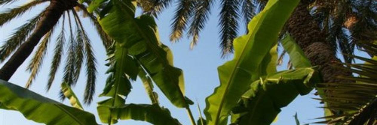 AlexanderPaezB's profile banner image