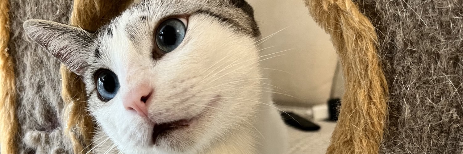 Taliiita's profile banner image