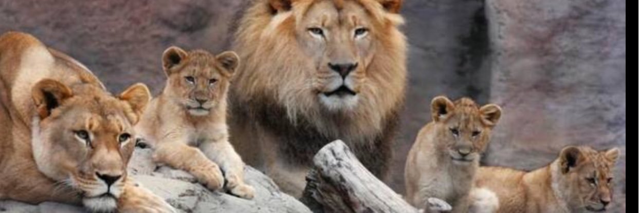 Steven L Thomas banner