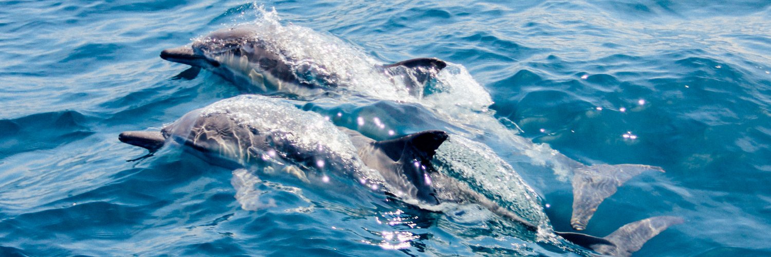 AtlanticEco's profile banner image