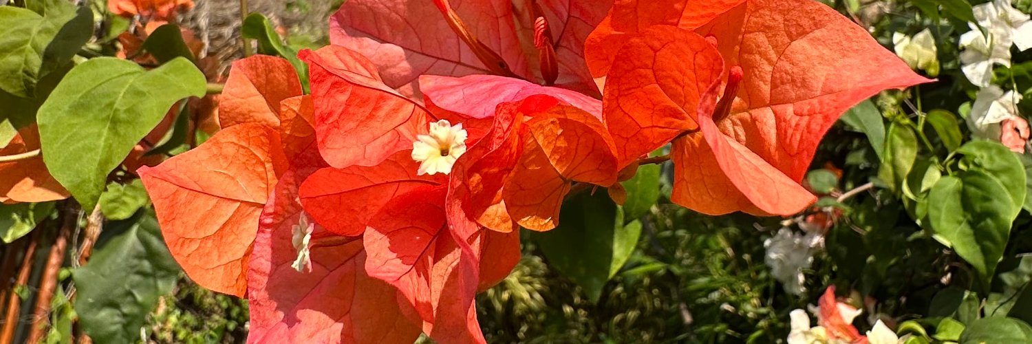 Meggan Roxanne. banner