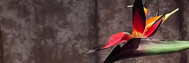 ChalseaChen's profile banner image