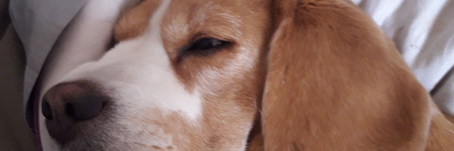 mcgabaldon's profile banner image