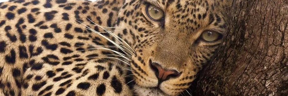 fernandespreta1's profile banner image
