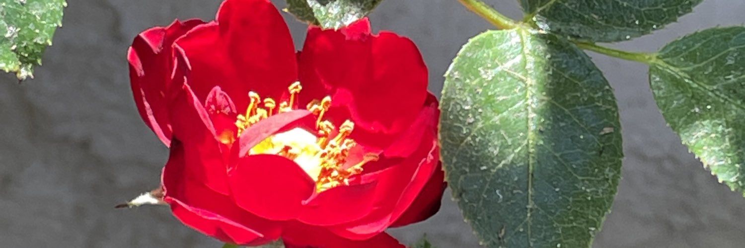 Wendi__go's profile banner image