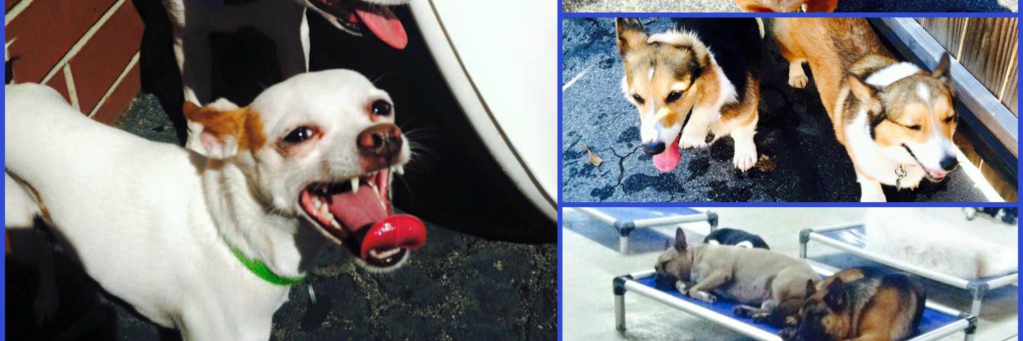 DogPhoriaATL's profile banner image