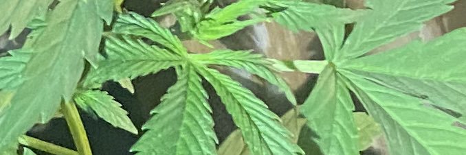 DiggyPesos's profile banner image