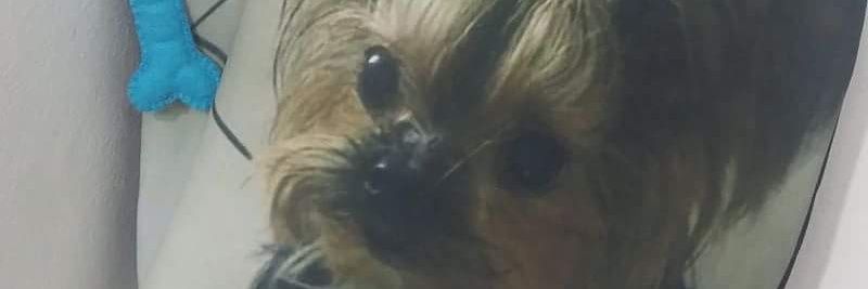 SilvanaaReis's profile banner image