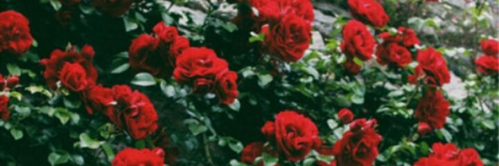 timidiity's profile banner image