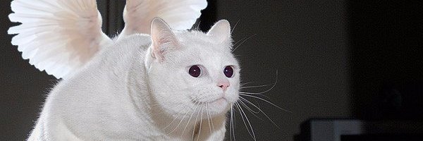 deanaaro's profile banner image