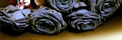 DaNugKing's profile banner image