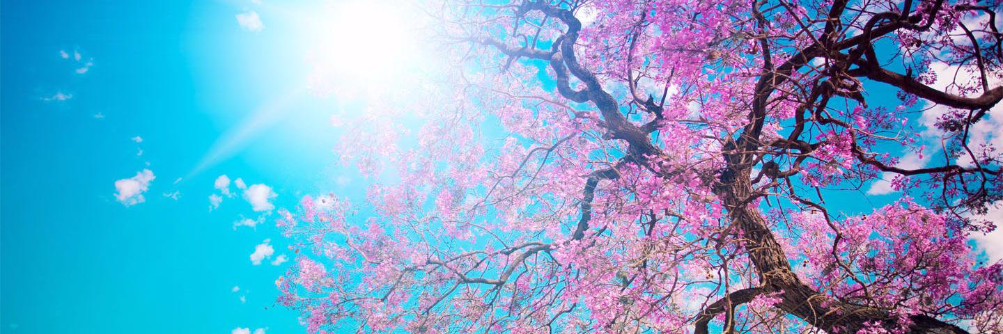 HidayahShafii's profile banner image