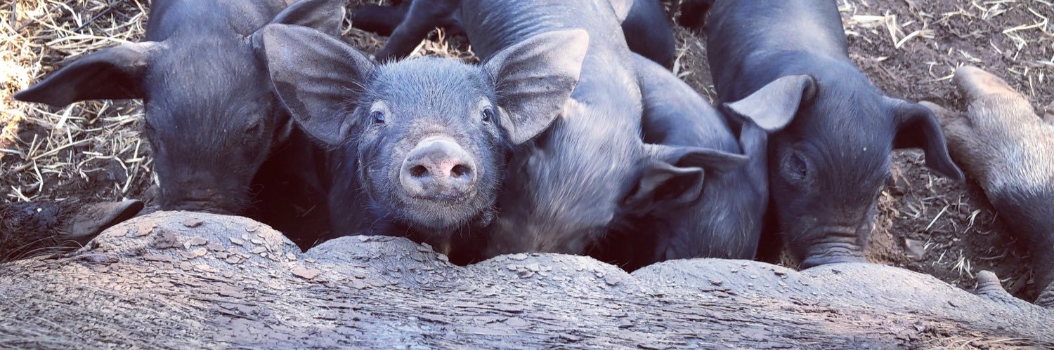 MegRaeB.bsky.social banner