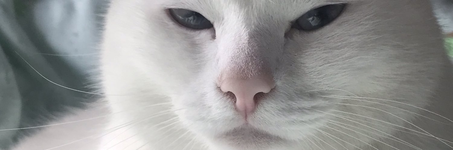 killpetrushka's profile banner image