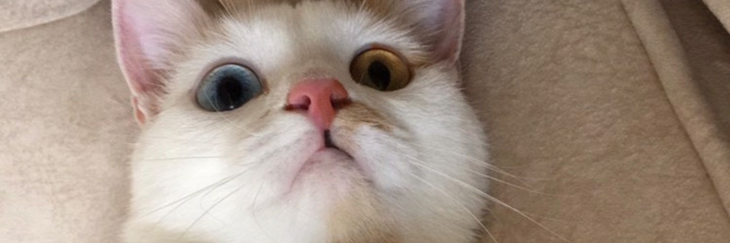 ibrahimdlga's profile banner image