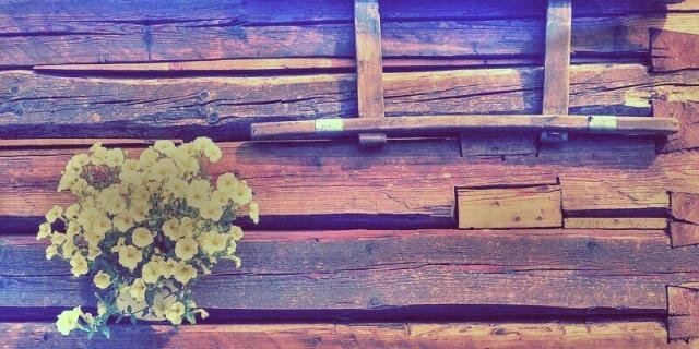 KNwallflowers's profile banner image
