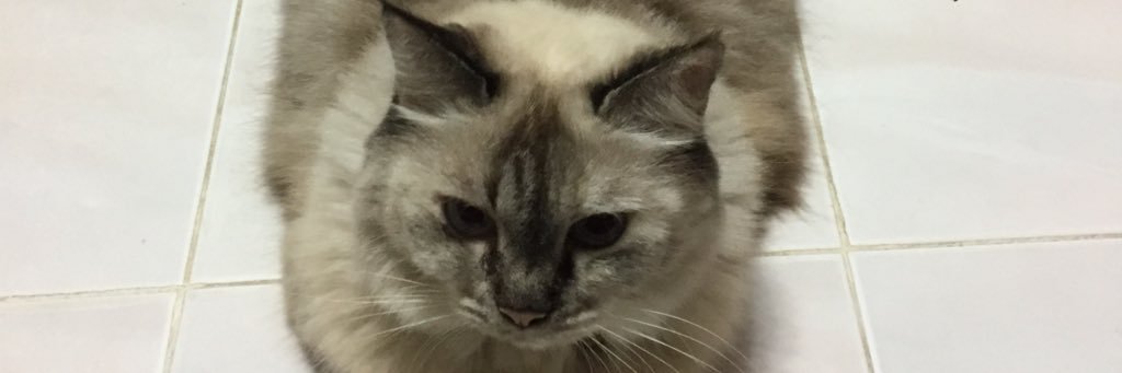 Shabeella's profile banner image