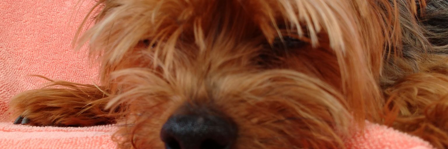 costancho's profile banner image