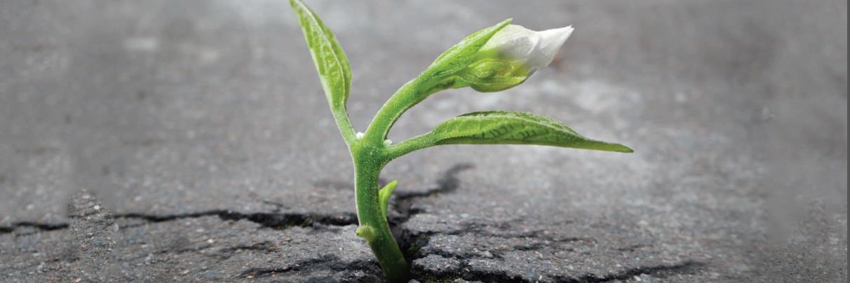 Bjarte Bogsnes banner