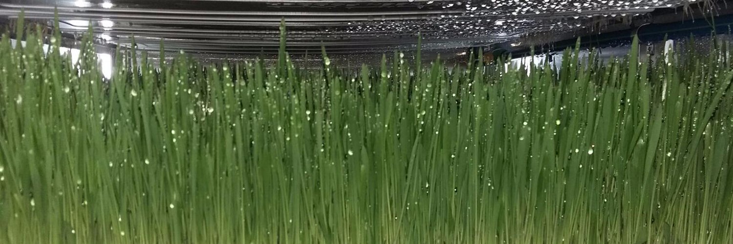 Green Fodder on Twitter &quot;جرين_فودير الشعير_المستنبت استنبات 