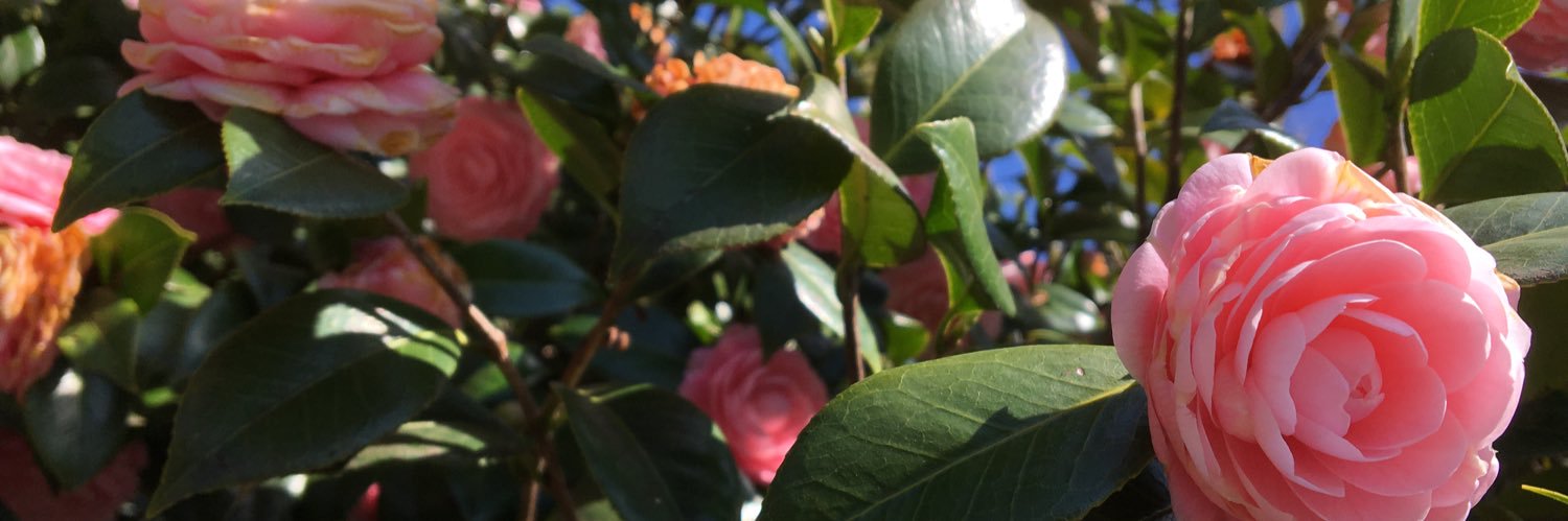 もす@お取引(プロフ･固定必読) banner