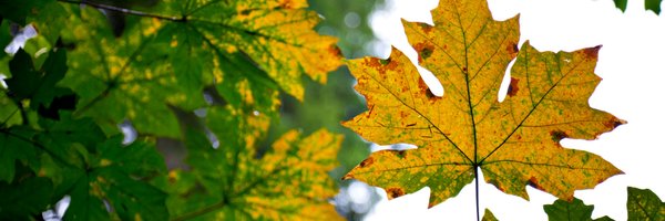 canjenmay Profile Banner