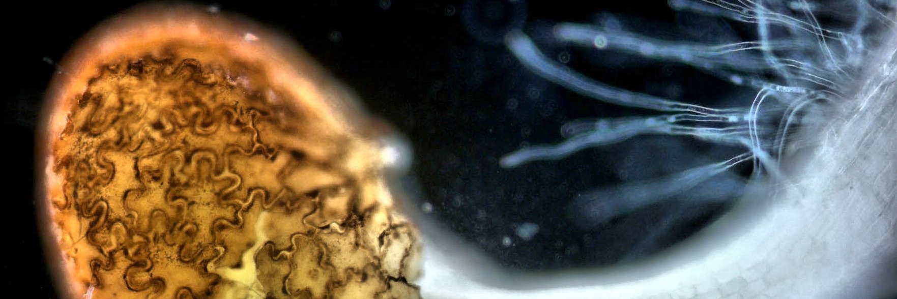 aleskl's profile banner image