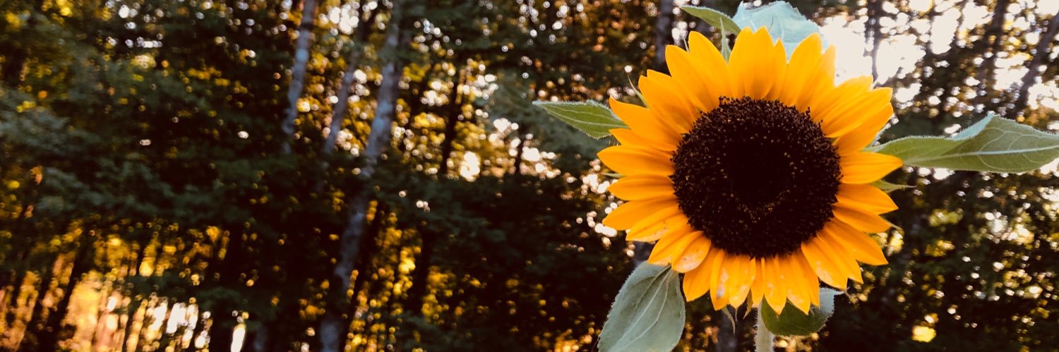 StephHolder_'s profile banner image