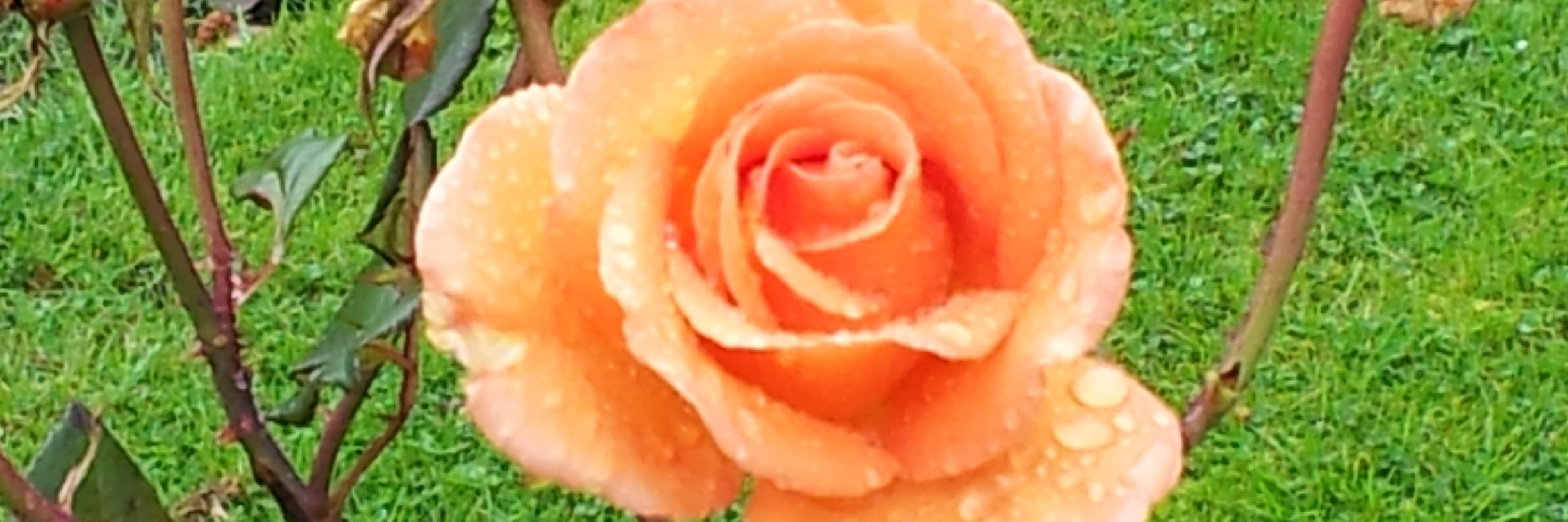 EleanorMHeather's profile banner image