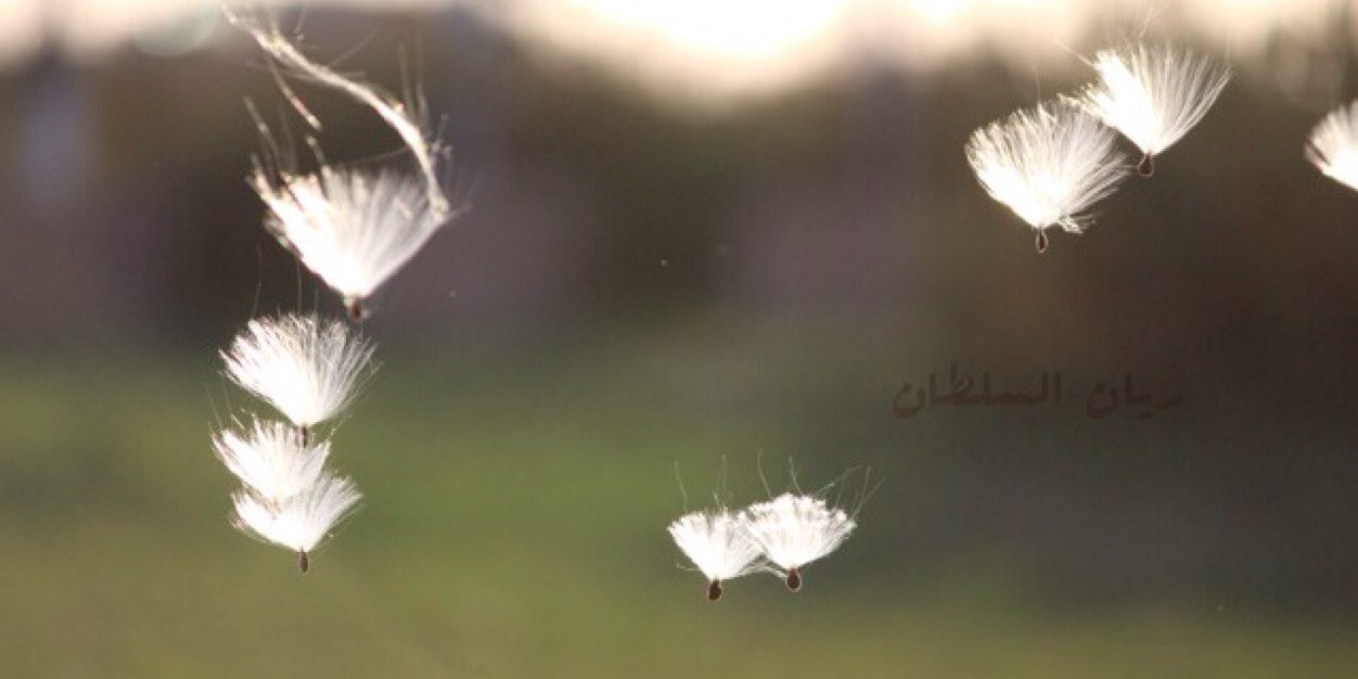 rayanalsultan1's profile banner image
