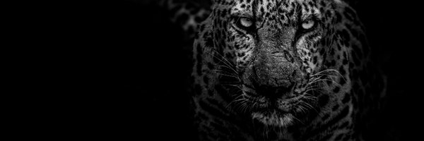 thethulani Profile Banner