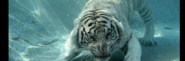 Manqoba Profile Banner