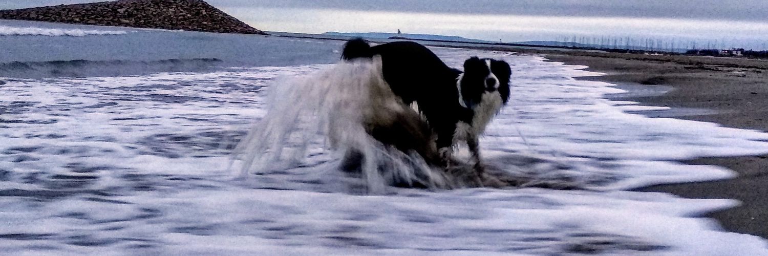 OuiDog's profile banner image