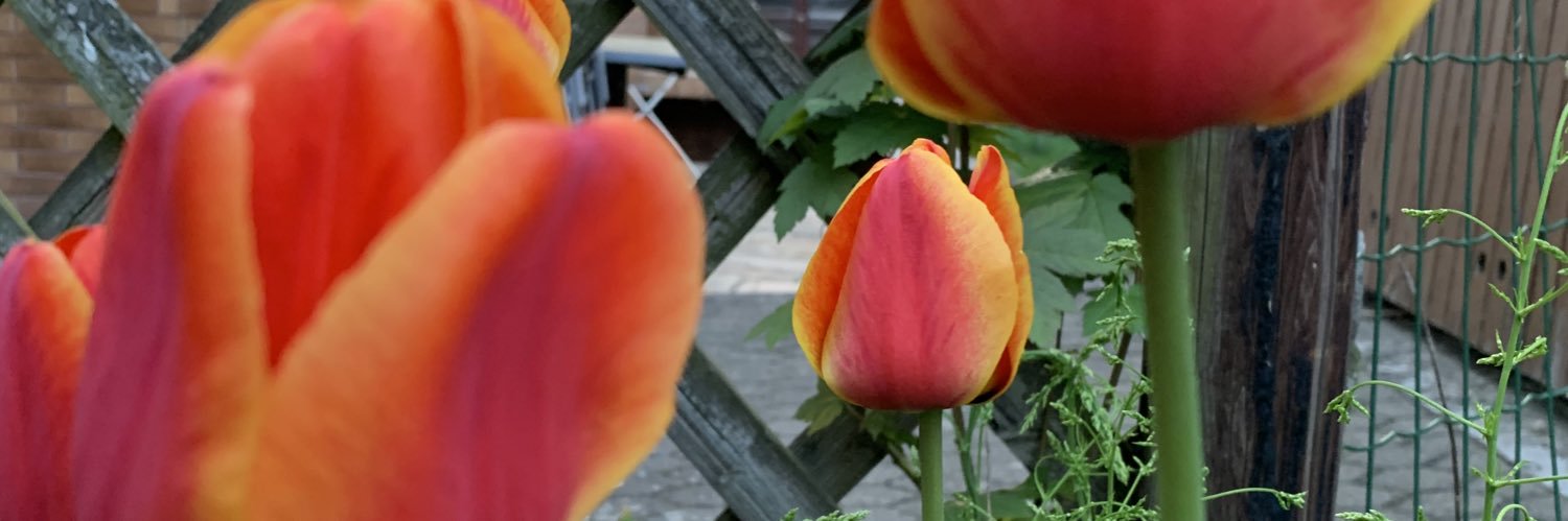 JaimeHarrell's profile banner image