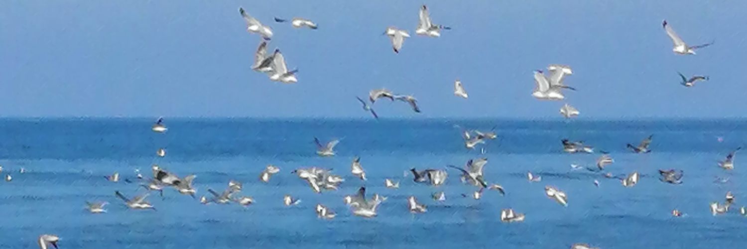 ArpacayMutlu's profile banner image