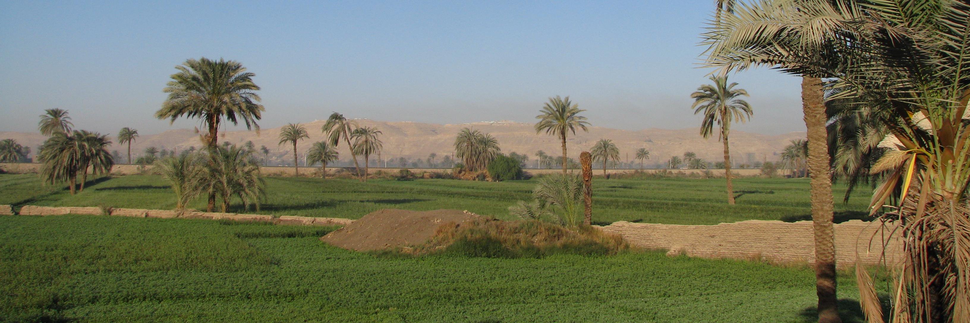 Ilona Regulski banner