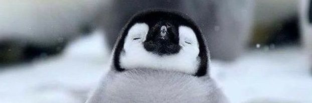 akusipenguin's profile banner image