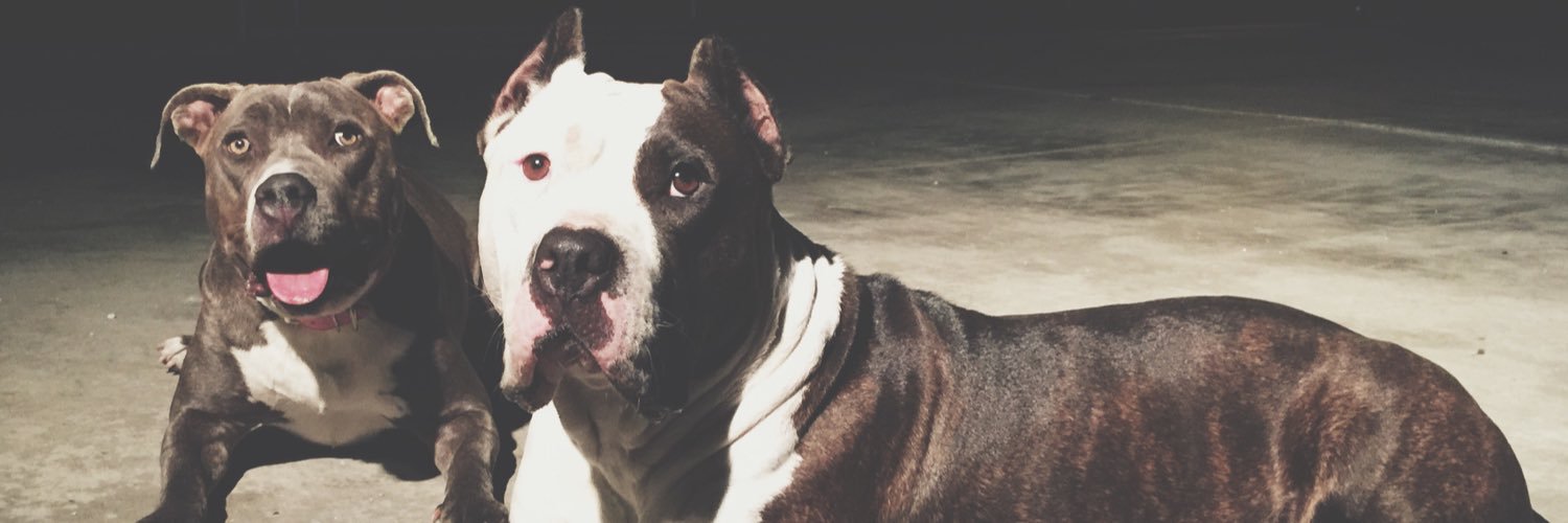 The Pit Squad banner