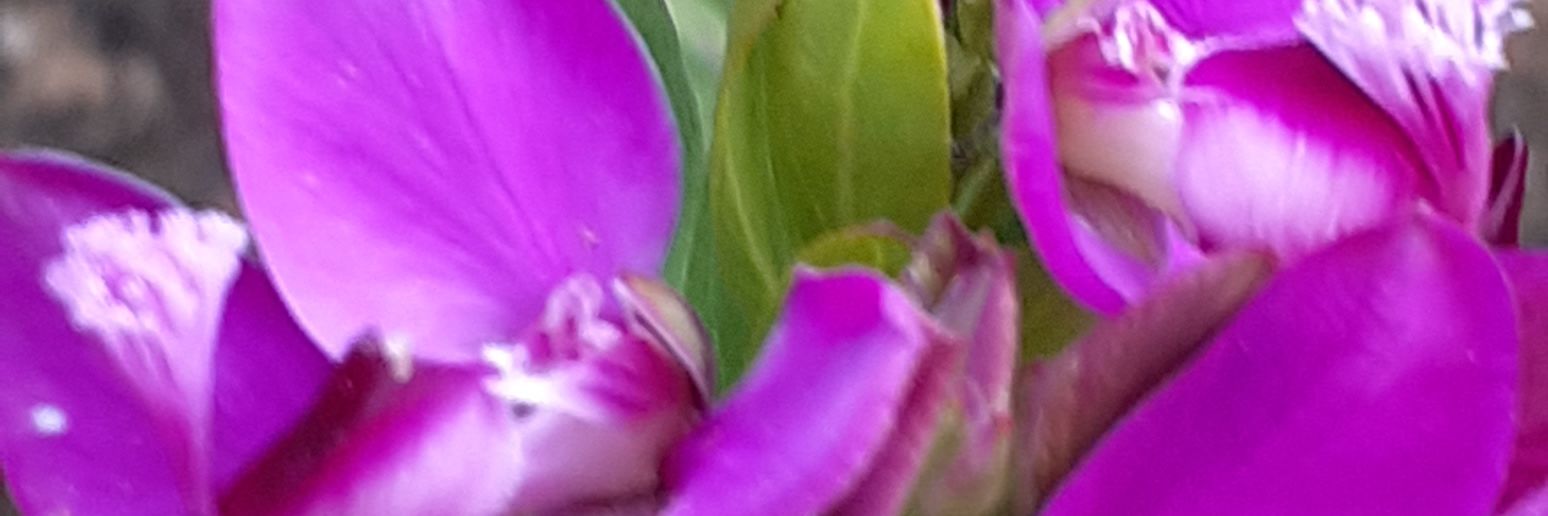 MariaSchepis's profile banner image