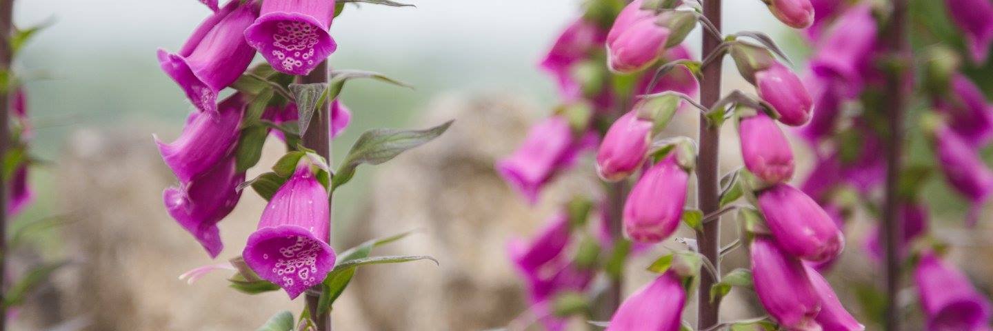 StephanieMuston's profile banner image