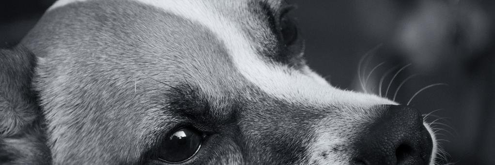 ToddAMcDonald's profile banner image