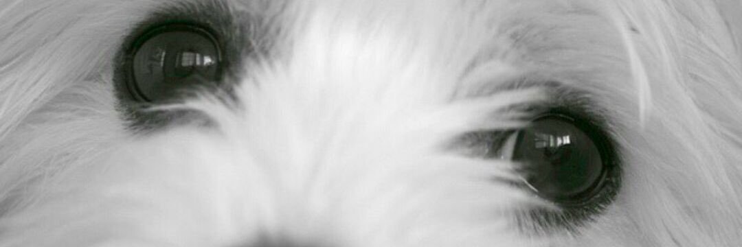 Gemmacgreal's profile banner image
