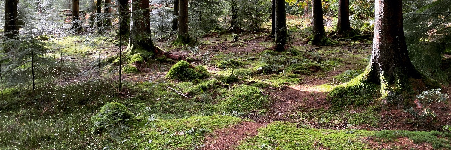 Tim O'Callaghan banner